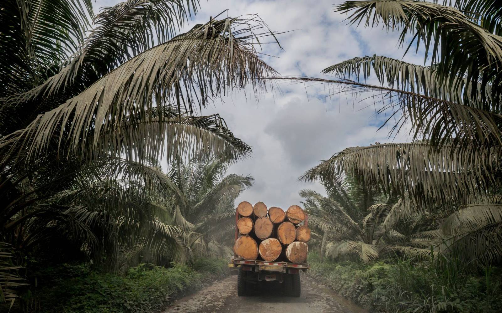 Palmölanbau und Entwaldung im ecuadorianischen Choco Esmeraldas