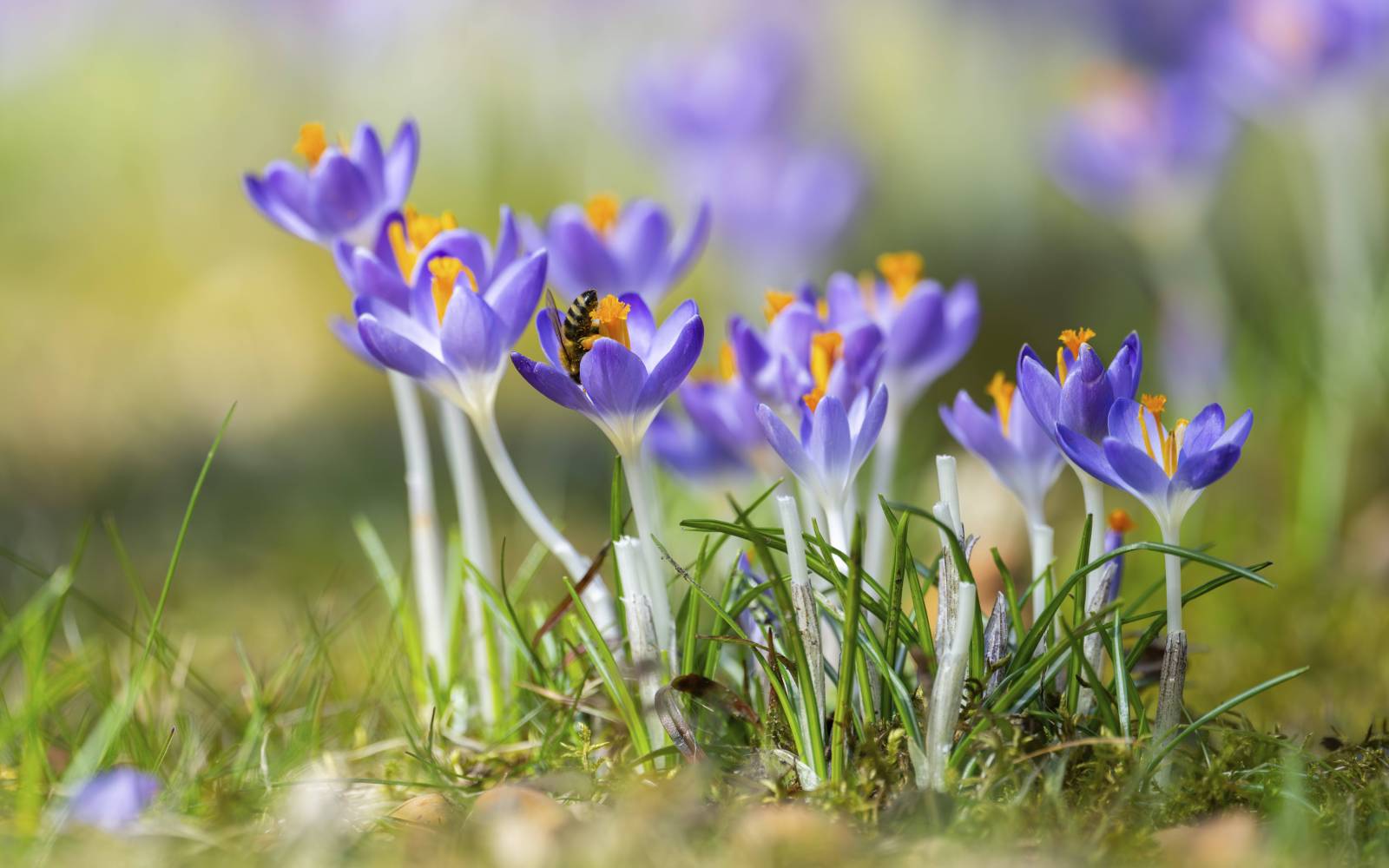 Eine Biene auf blühenden Krokussen im Garten