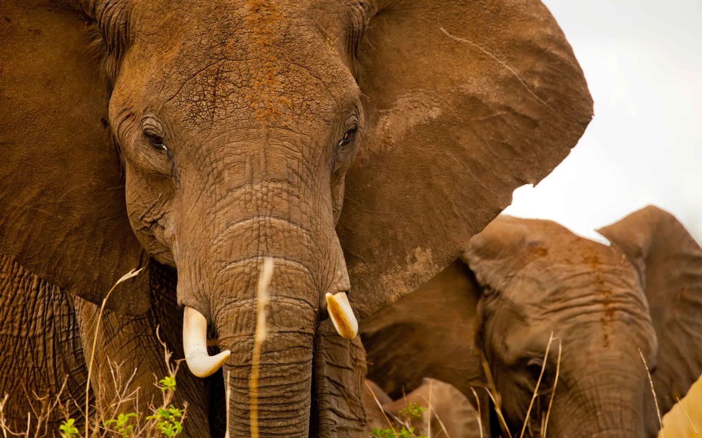 Éléphant d'Afrique regardant la caméra