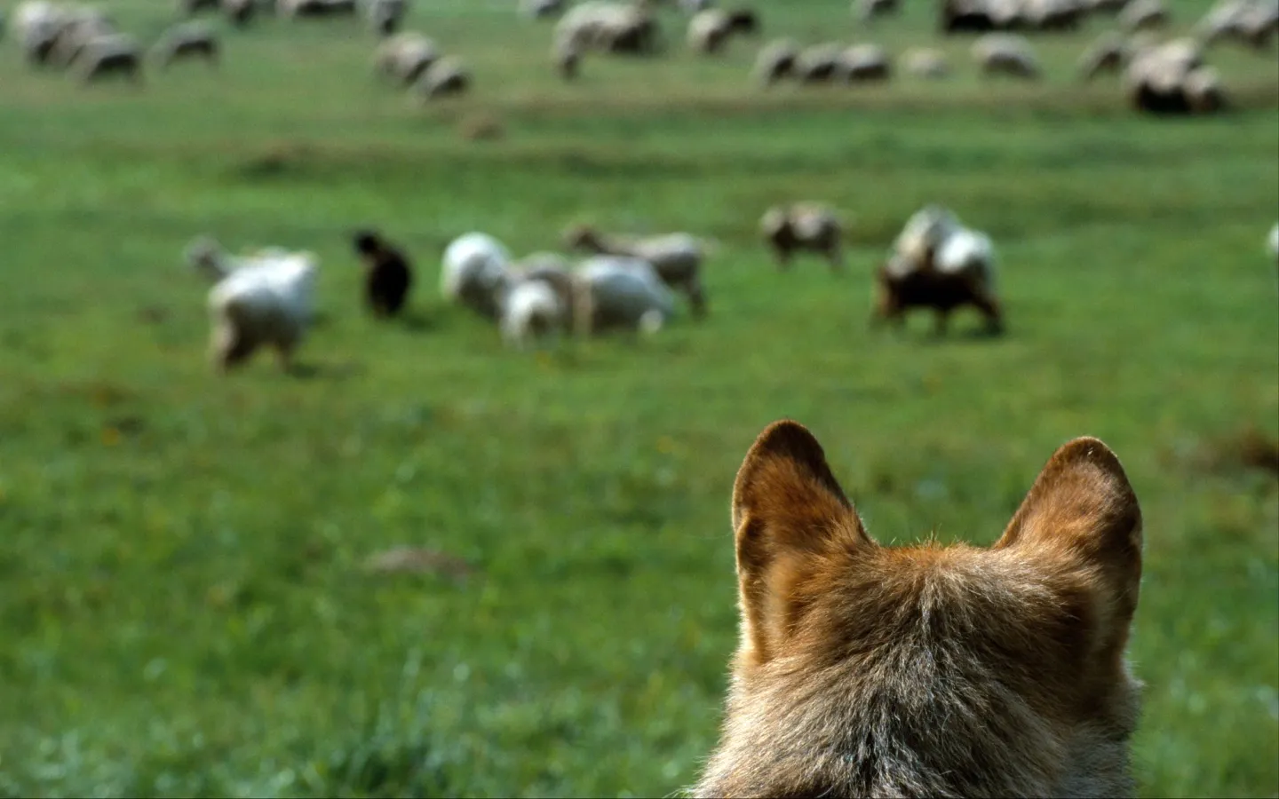 Loup observé un troupeau de moutons