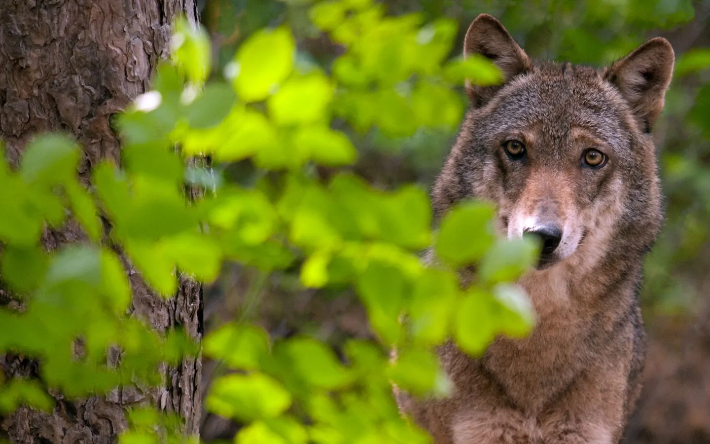loup