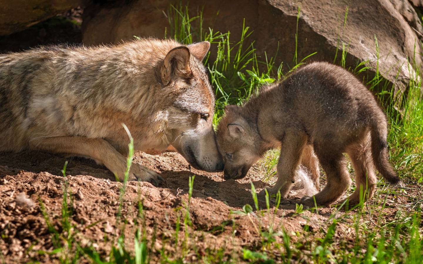 Wolfsmutter mit Jungem vor Höhle