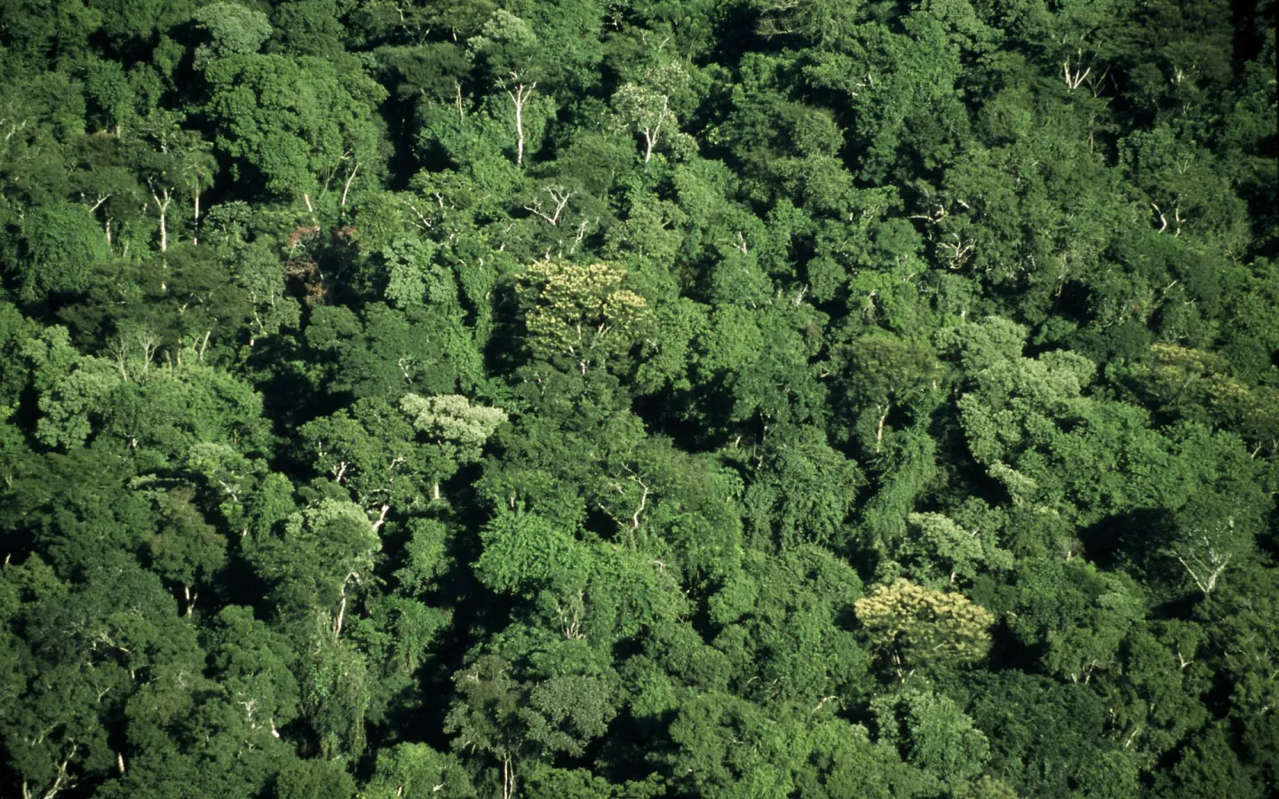 Blick von oben auf den Atlantikwald im Iguaçu Nationalpark, Brasilien