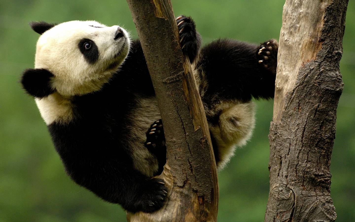 Kletternder Panda in Sichuan, China