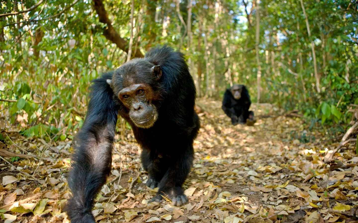 Schimpanse läuft im Wald, Mahale Nationalpark, Tansania