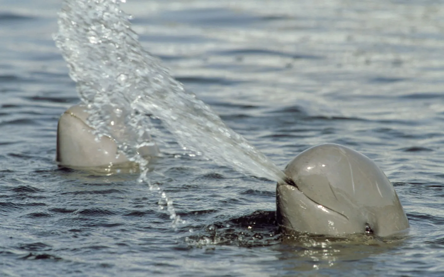 Mekong-Flussdelfin bläst Wasserstrahl aus, Thailand