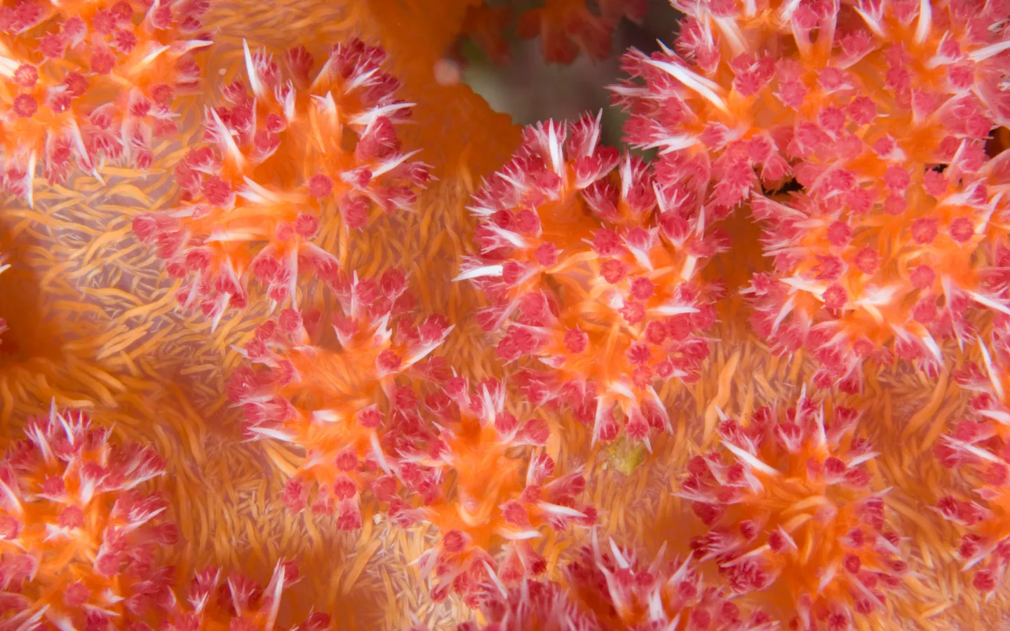 Nahaufnahme Weichkoralle, Papua-Neuguinea