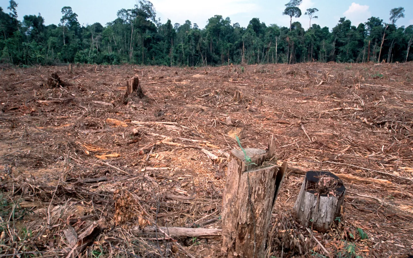 Illegal abgeholzter Wald in Indonesien