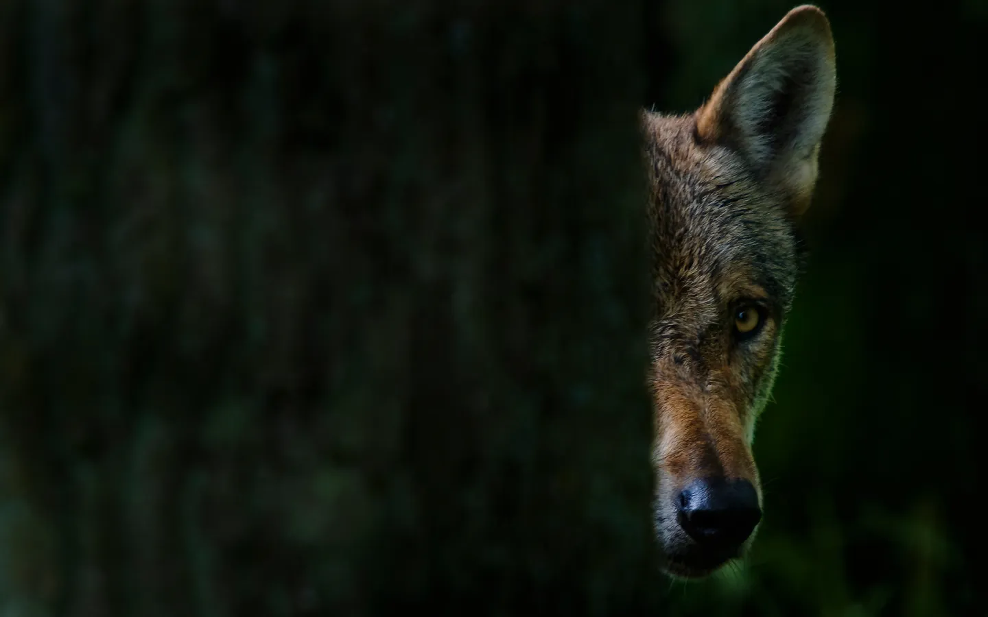 Ein Wolf (canis lupus) versteckt sich hinter einem Baum