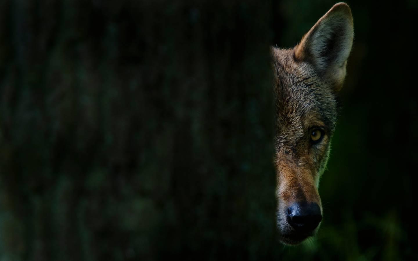 Ein Wolf (canis lupus) versteckt sich hinter einem Baum