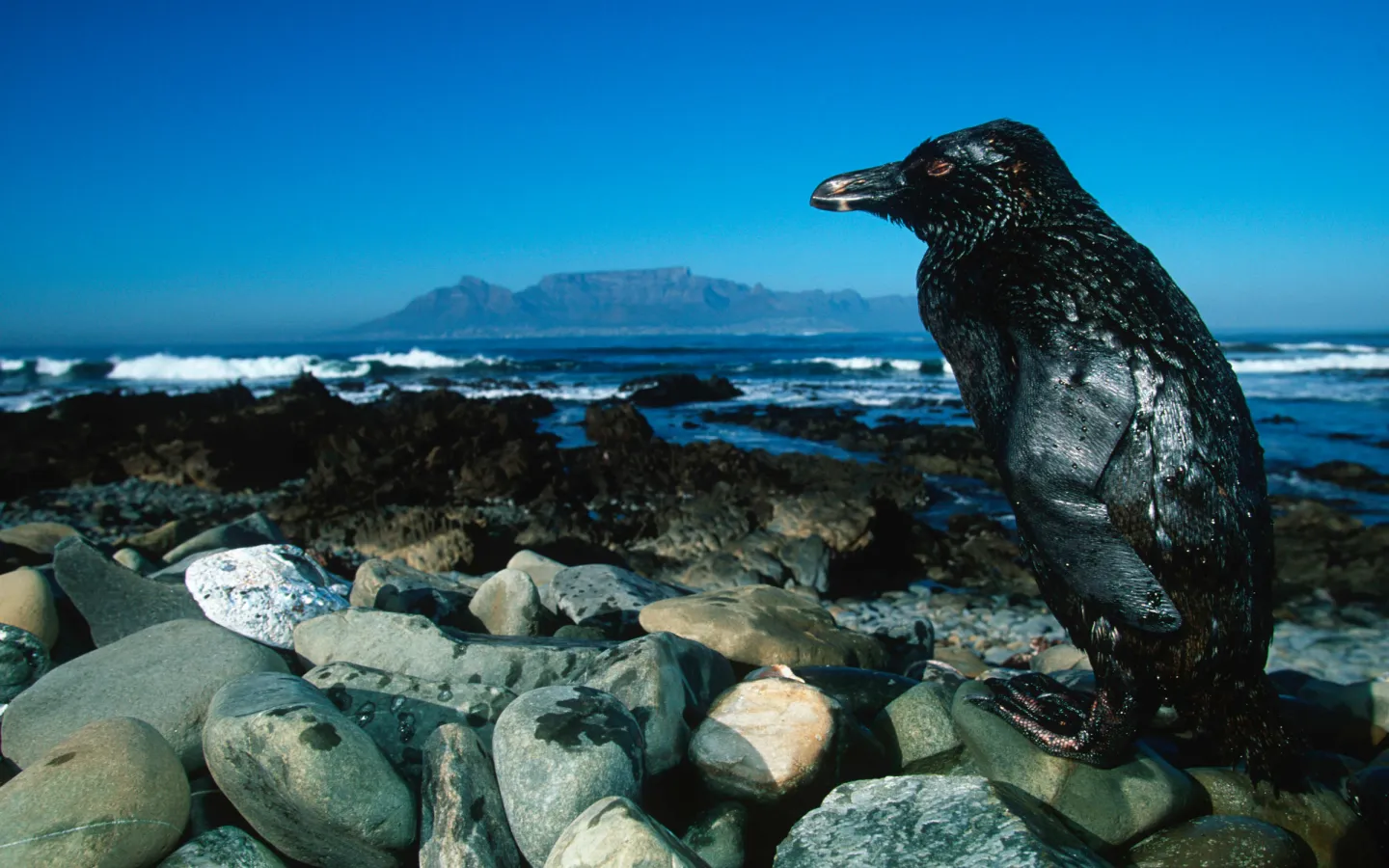 Ein Pinguin mit von Öl verklebtem Fell in Südafrika