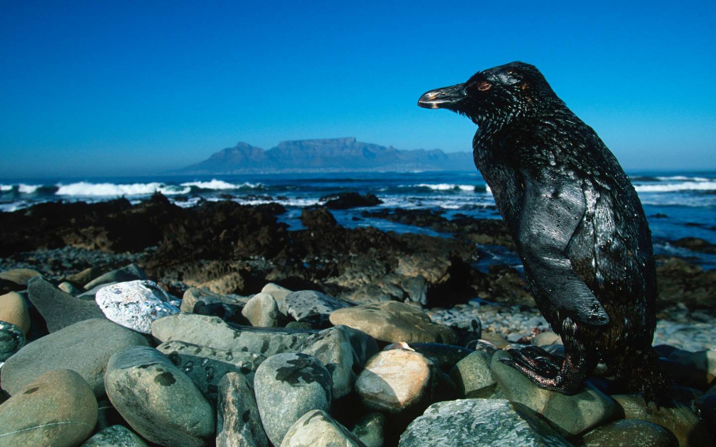 Ein Pinguin mit von Öl verklebtem Fell in Südafrika