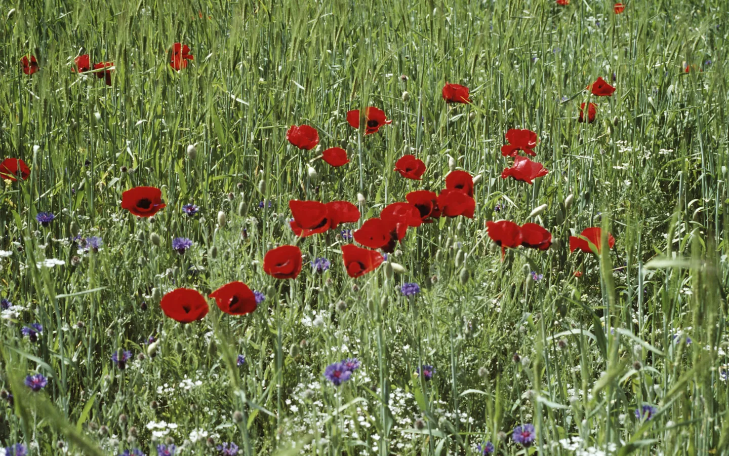 Mohn- und Kornblumen in einem Feld