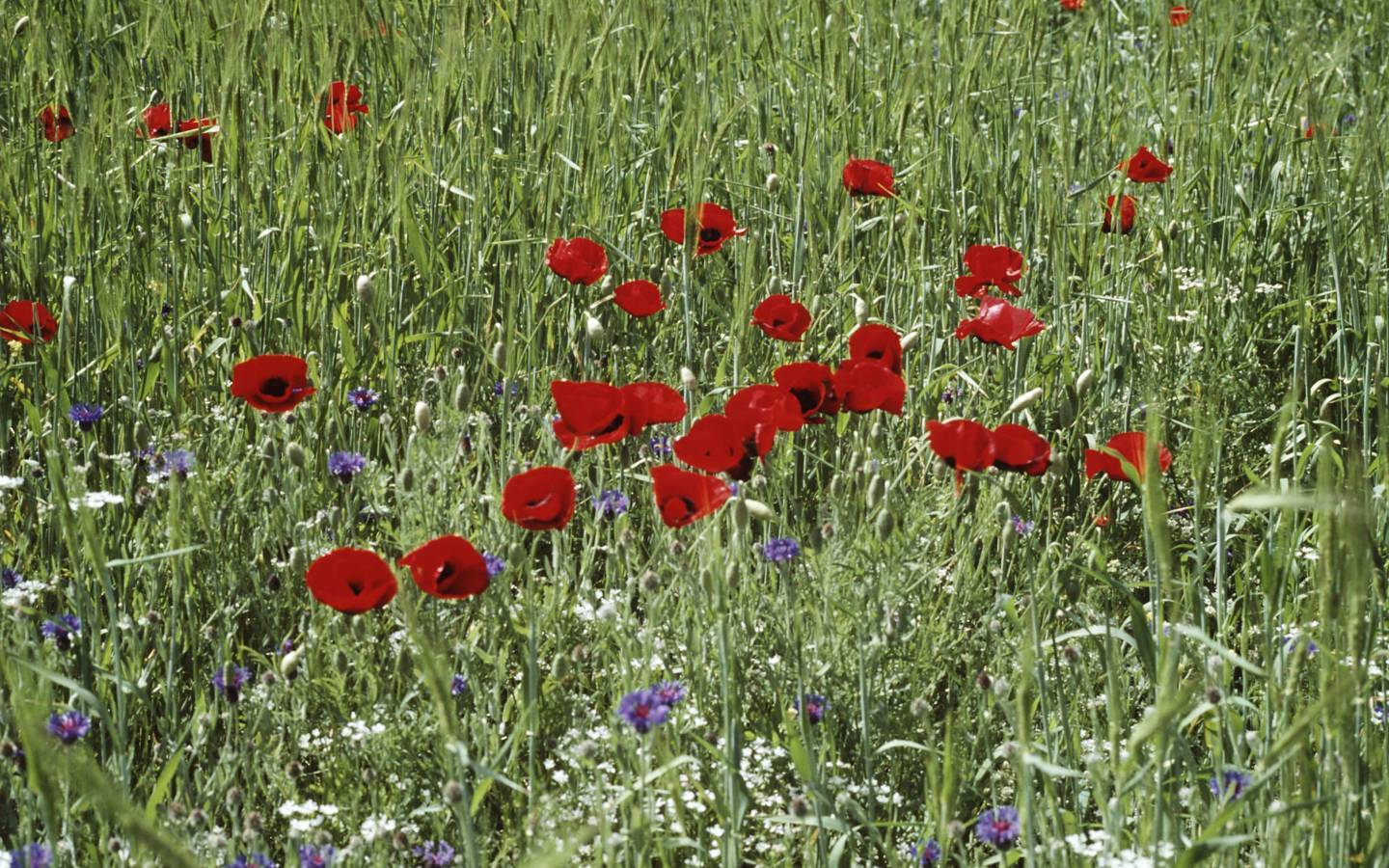 Poppy et barbeaux dans un champ