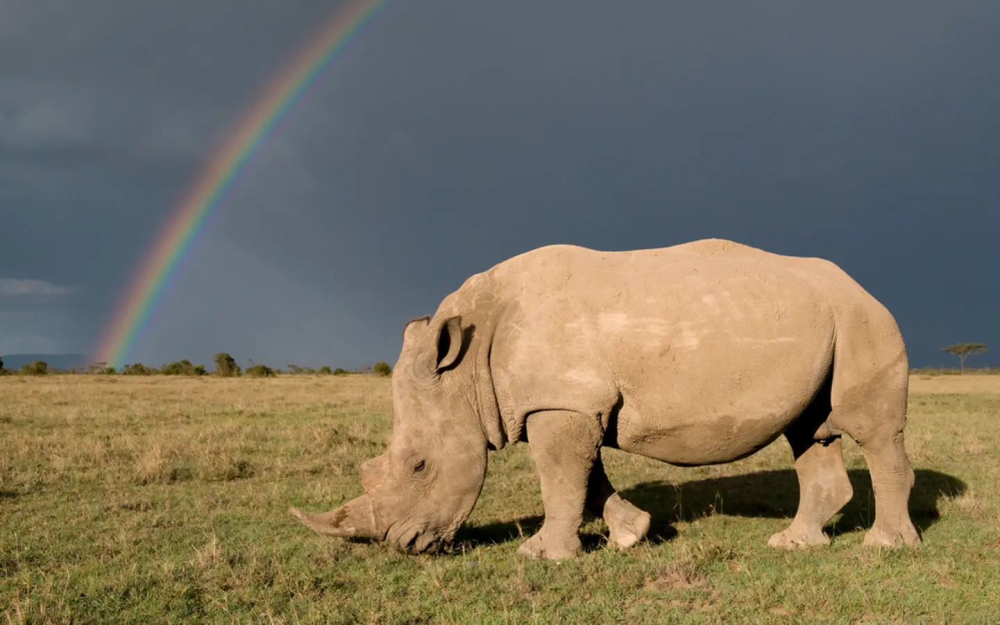 rhinocéros blanc du Sud (Ceratotherium simum simum) avec des nuages et arc-en-tempête.