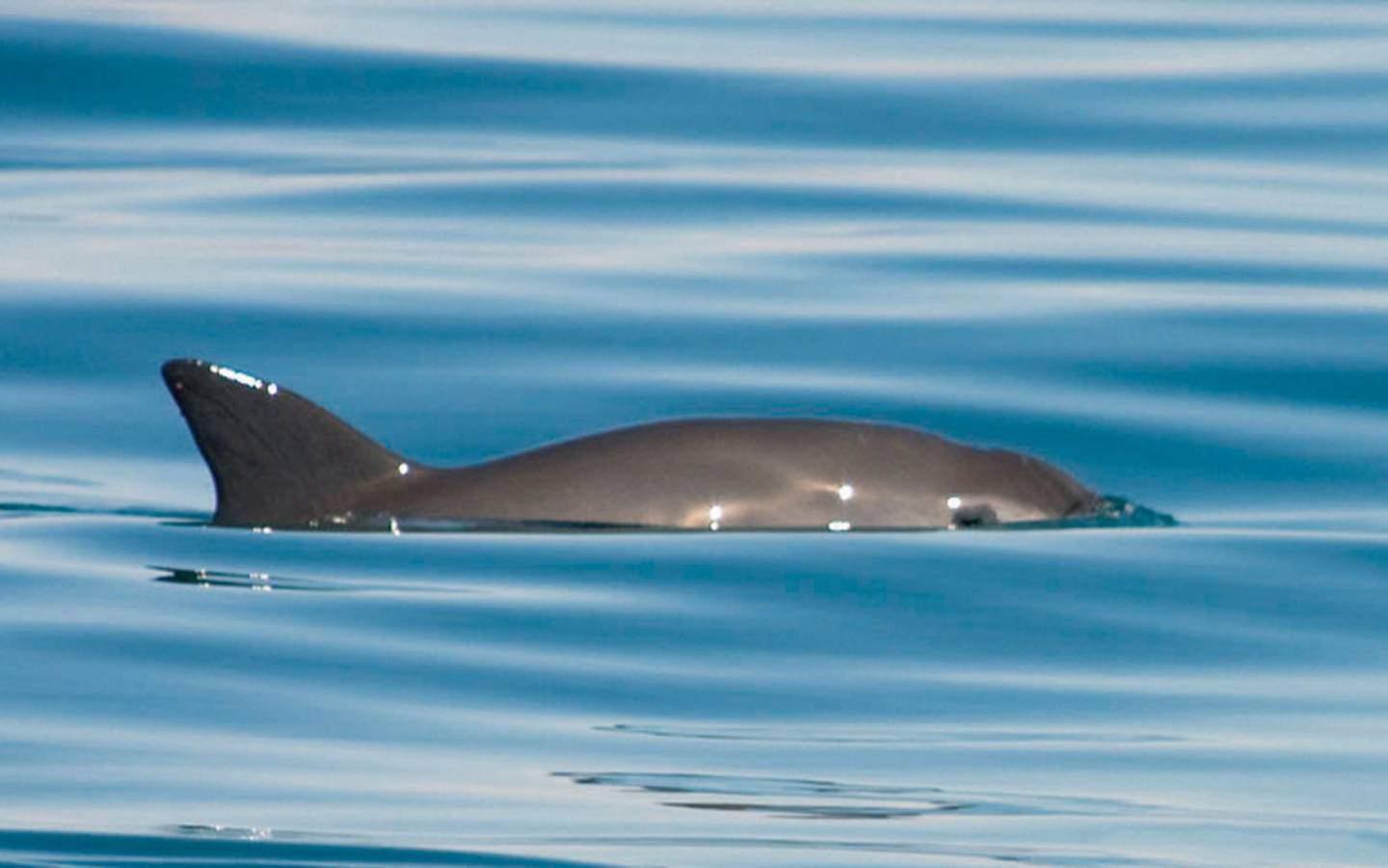 Vaquita