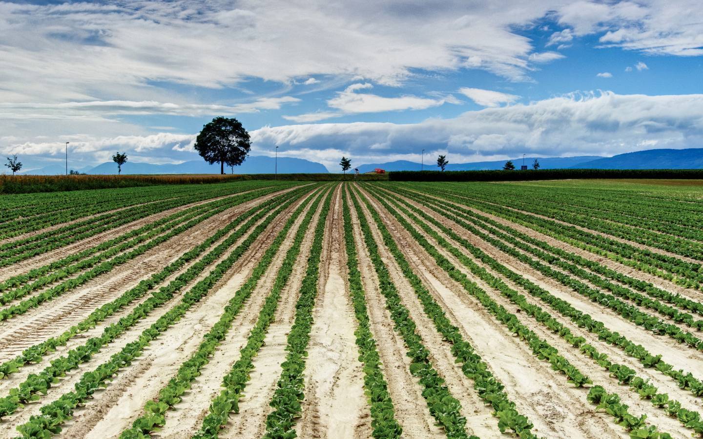 OECD-Bericht bestätigt, dass die Schweizer Landwirtschaft grosse Umweltprobleme verursacht