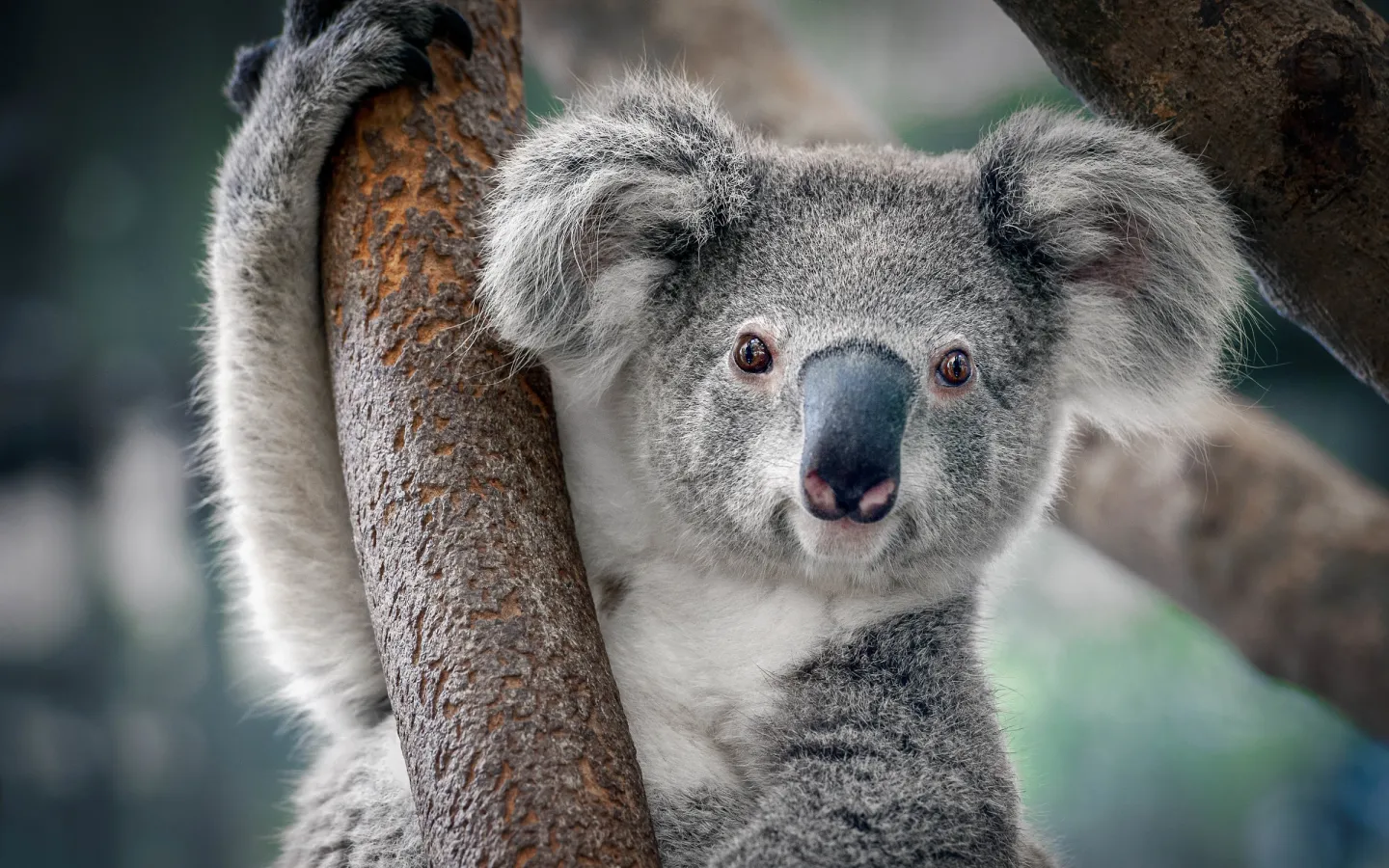 Koala (Phascolarctos cinereus) in einem Baum