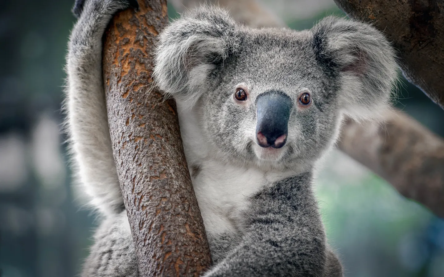 Koala in Thailand