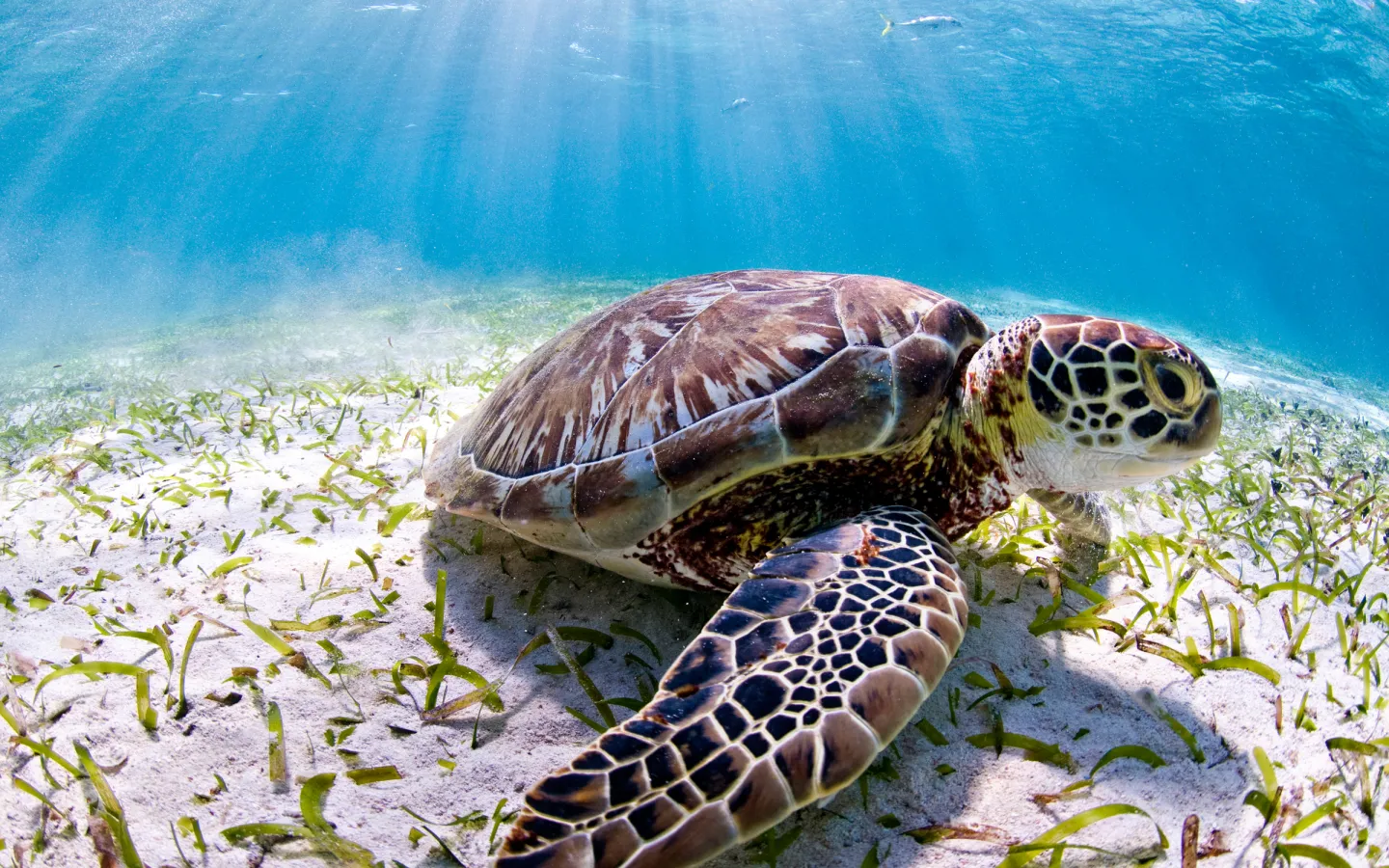 Sea turtle off Belize