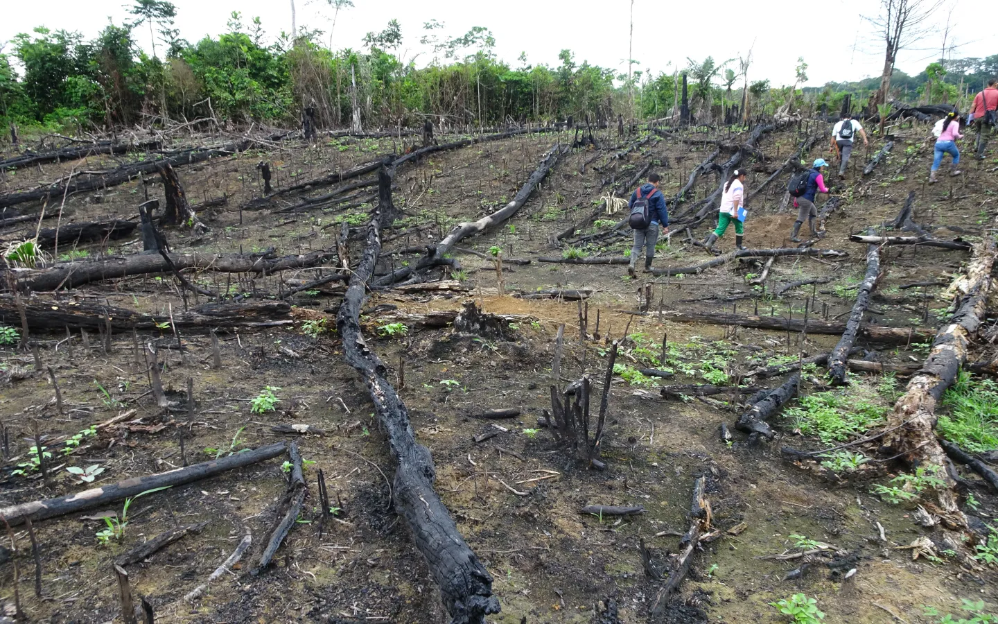 Waldzerstörung in Kolumbien, nördliches Amazonasgebiet