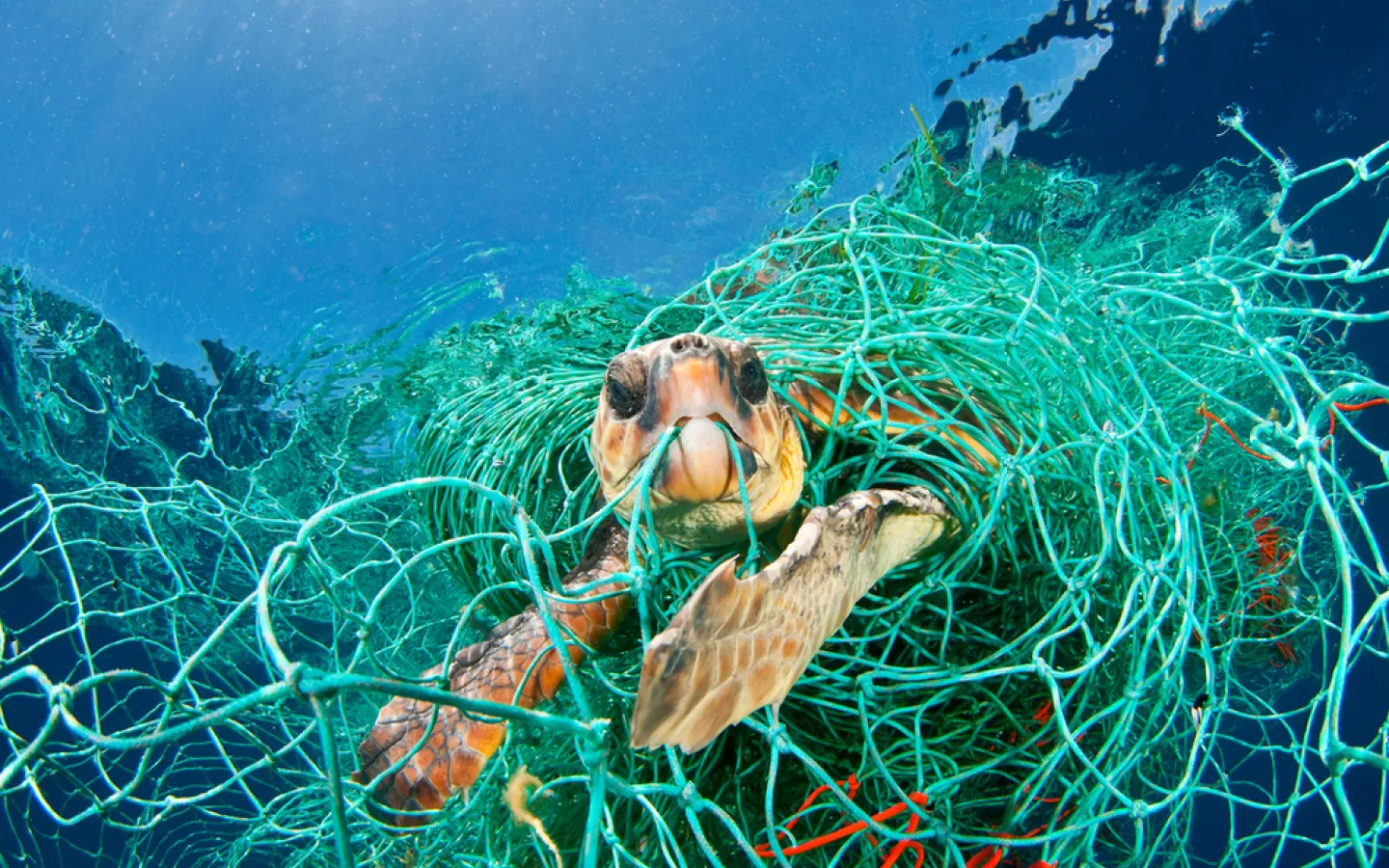 Unechte Karettschildkröte (Caretta caretta)
