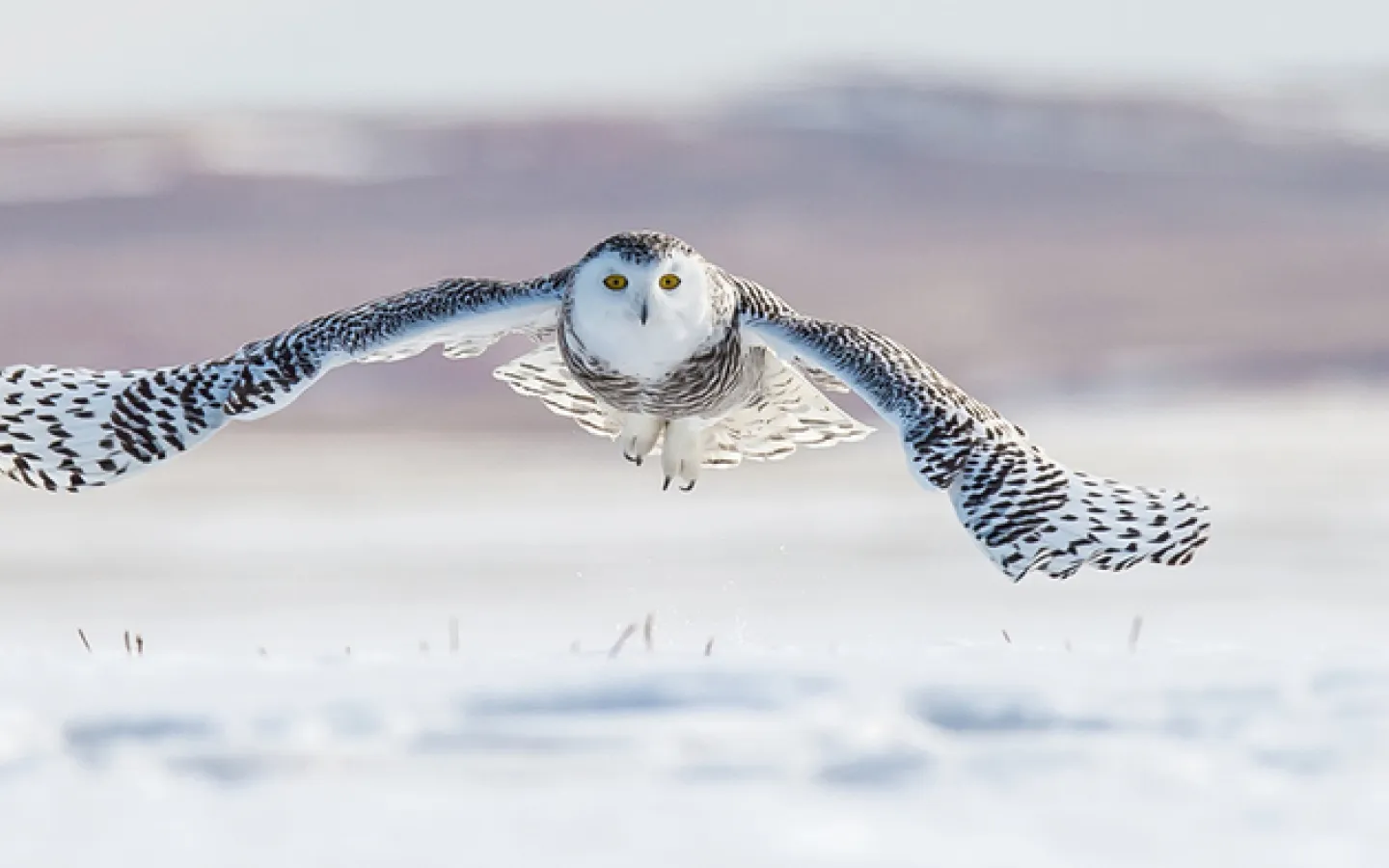 Schneeeule (Bubo scandiacus)