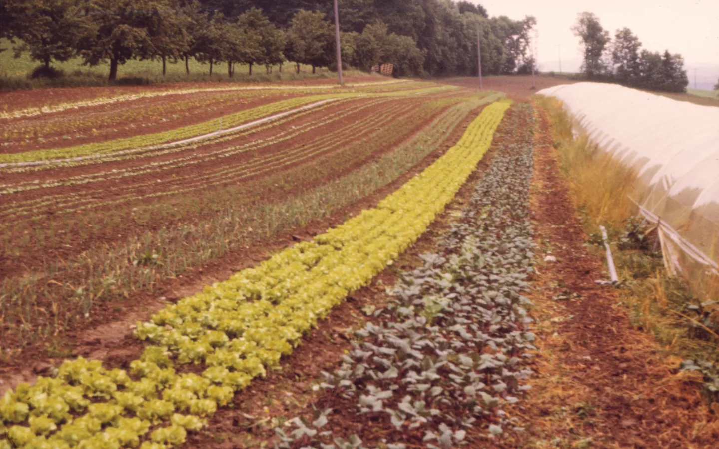 Salatanbau Ackerbau Schweiz Landwirtschaft