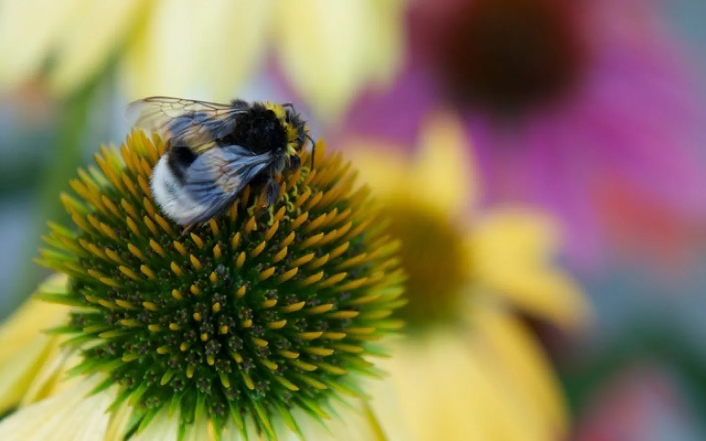 Echinacea udn Hummel