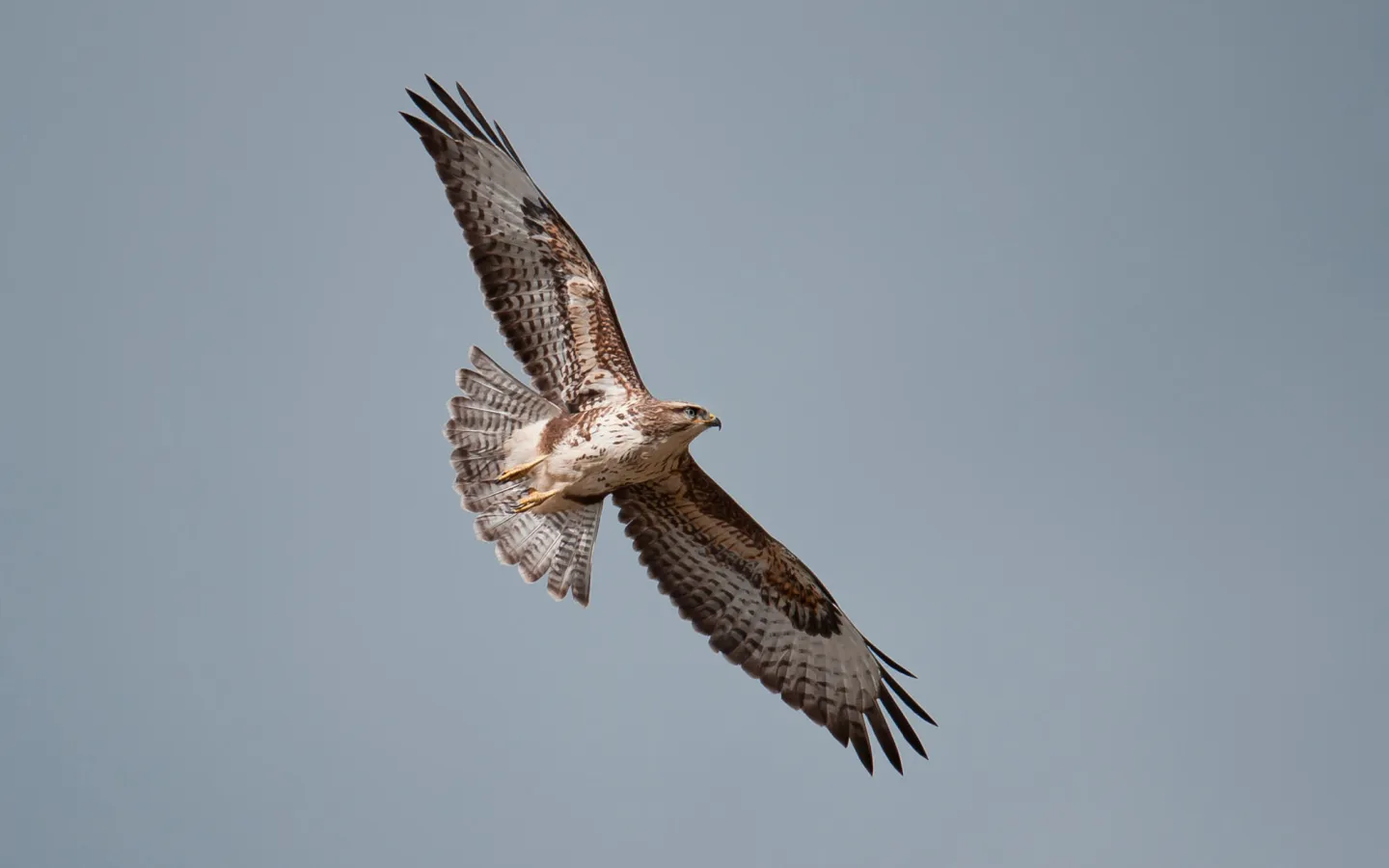 Mäusebussard