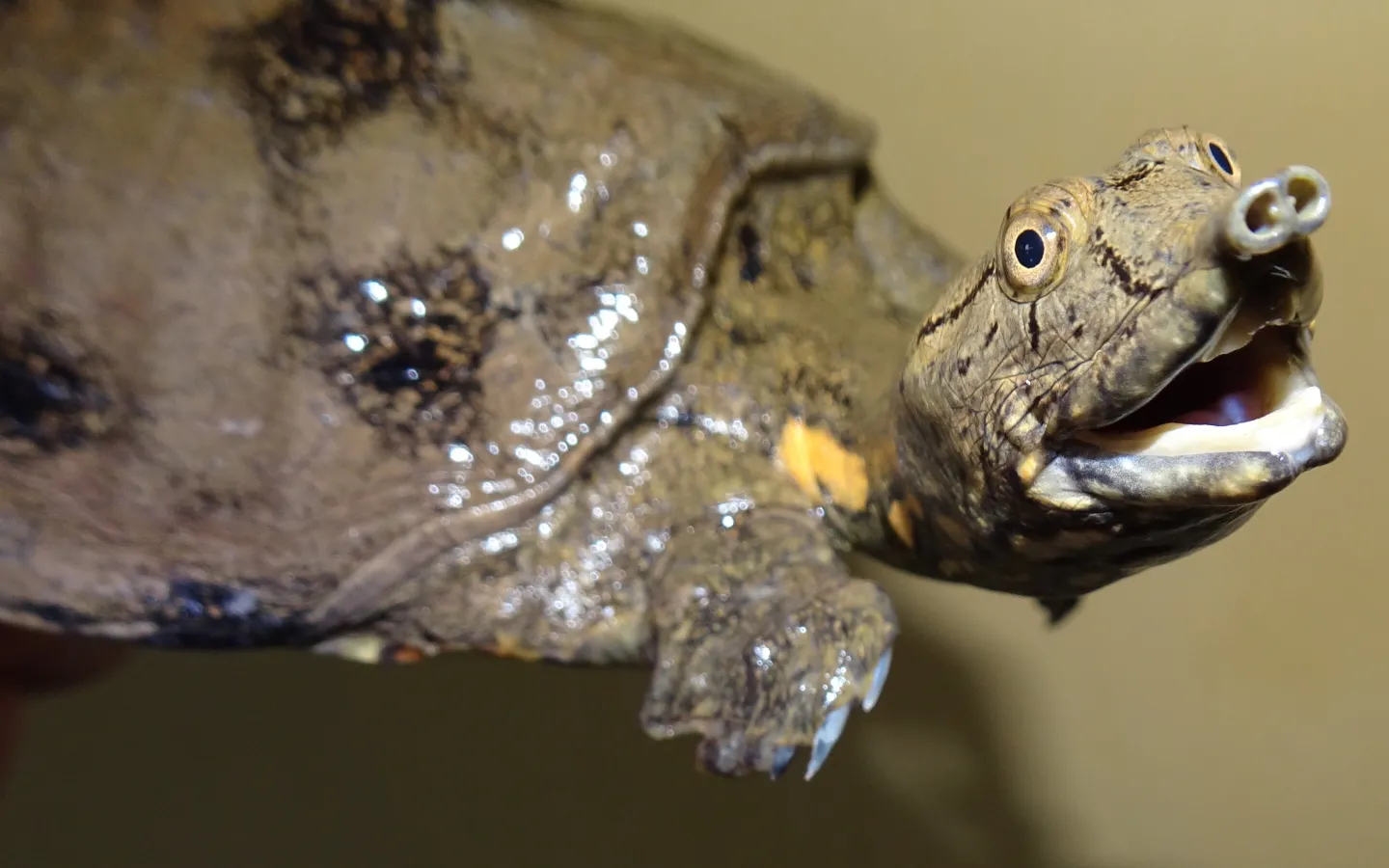 Weichschildkröte Pelodiscus variegatus