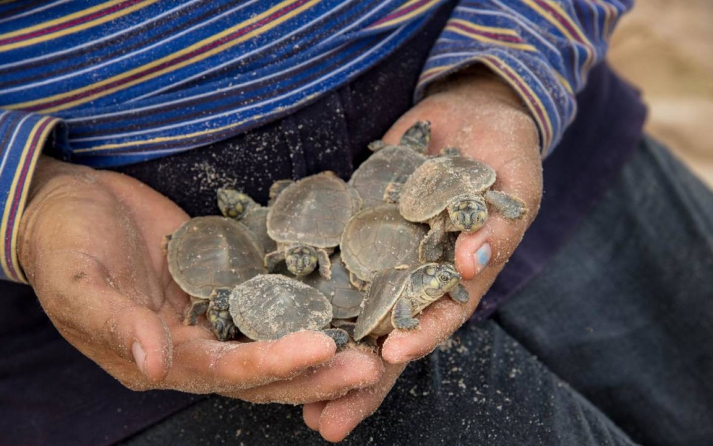 Turtles Hands 