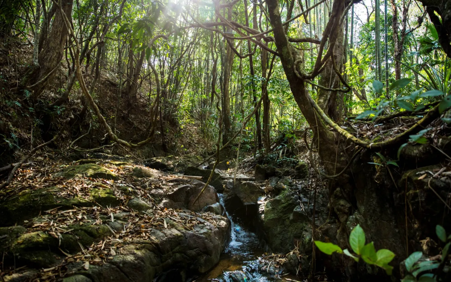 Small River runs through forest in Myanmar