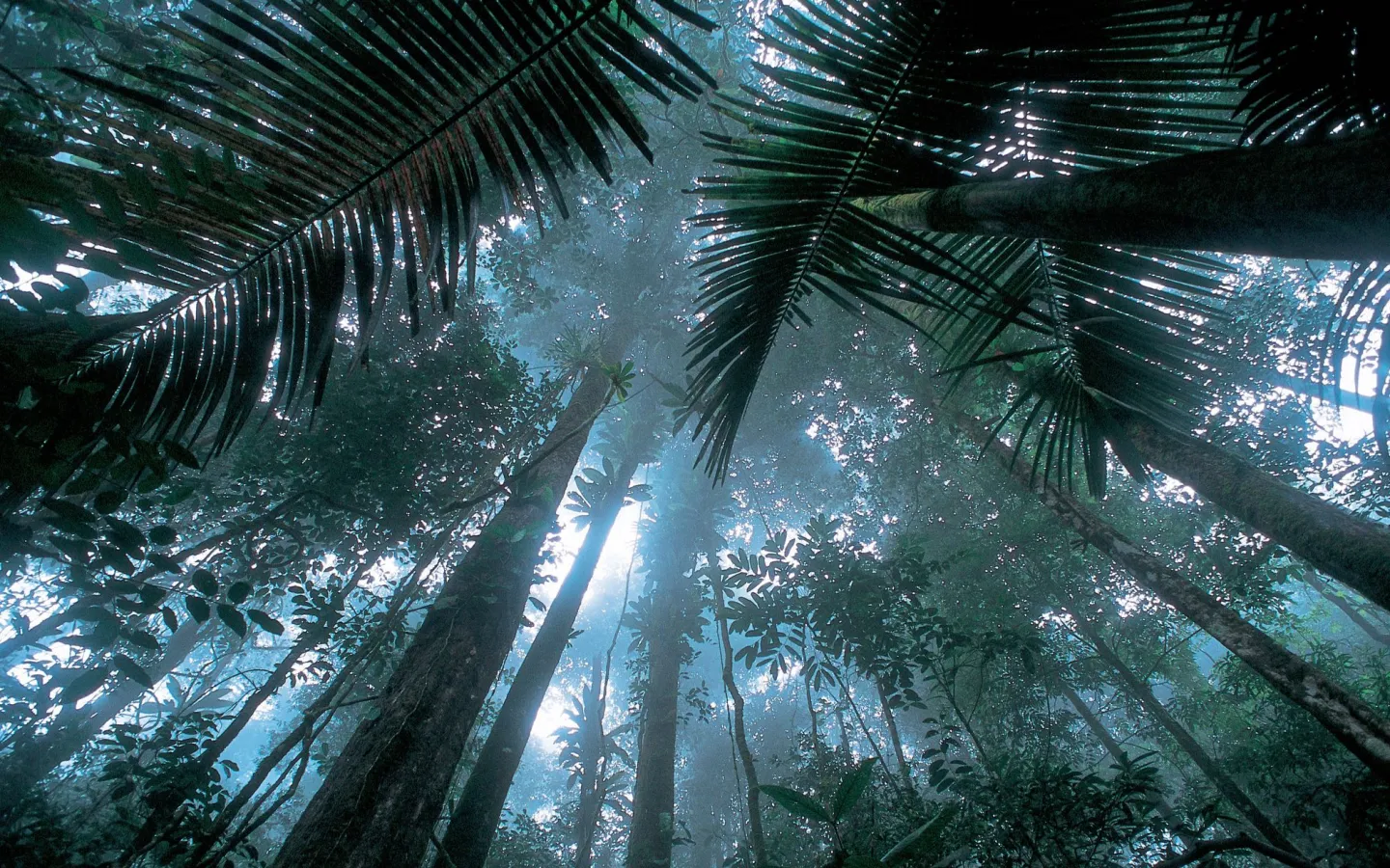 Matécho Wald in French Guiana
