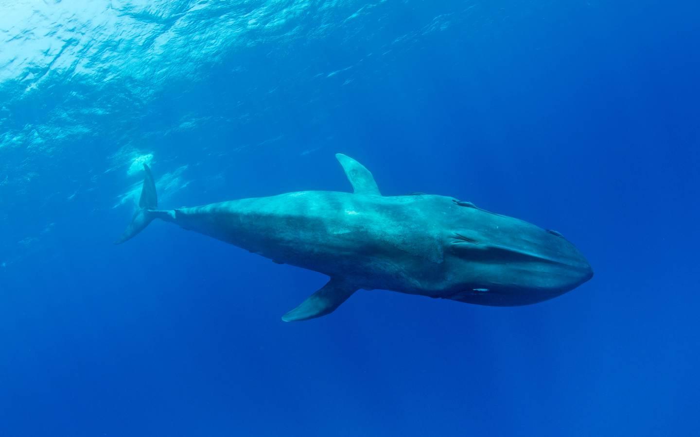 Pygmy blue whale (Balaenoptera musculus brevicauda) subspecies of blue whale, Mirissa, Sri Lanka, Indian Ocean. Endangered species.
