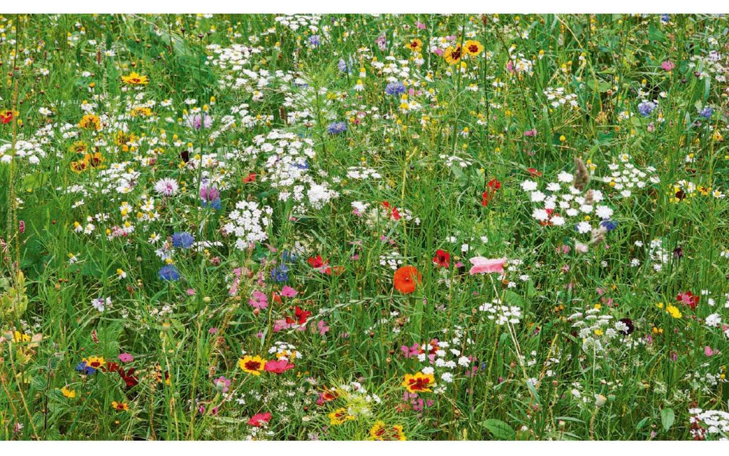 Carte de voeux WWF 416 - Fleurs sauvages