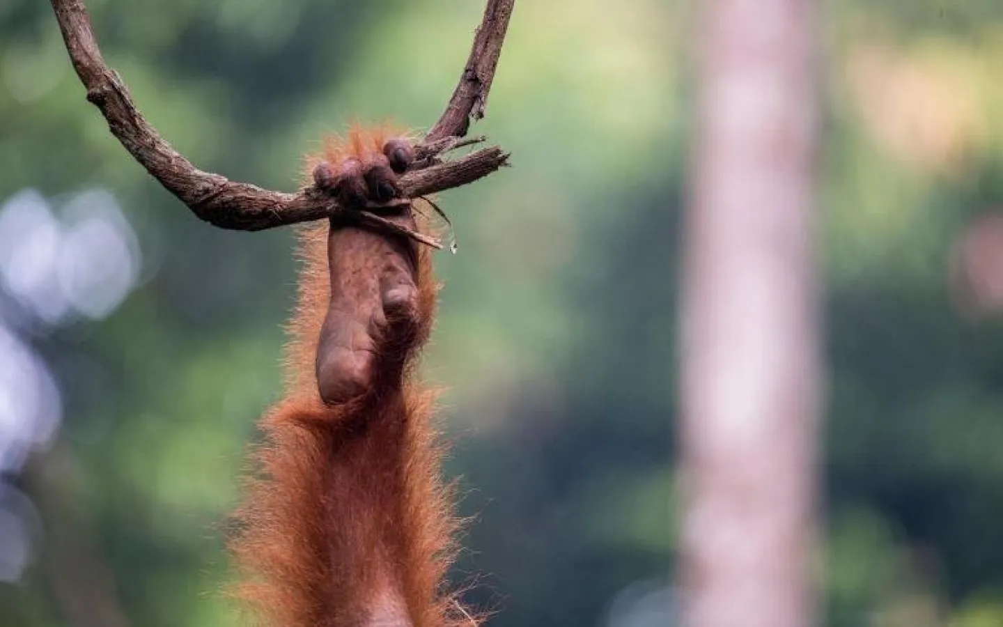 Biodiversität und finanzielle Risiken