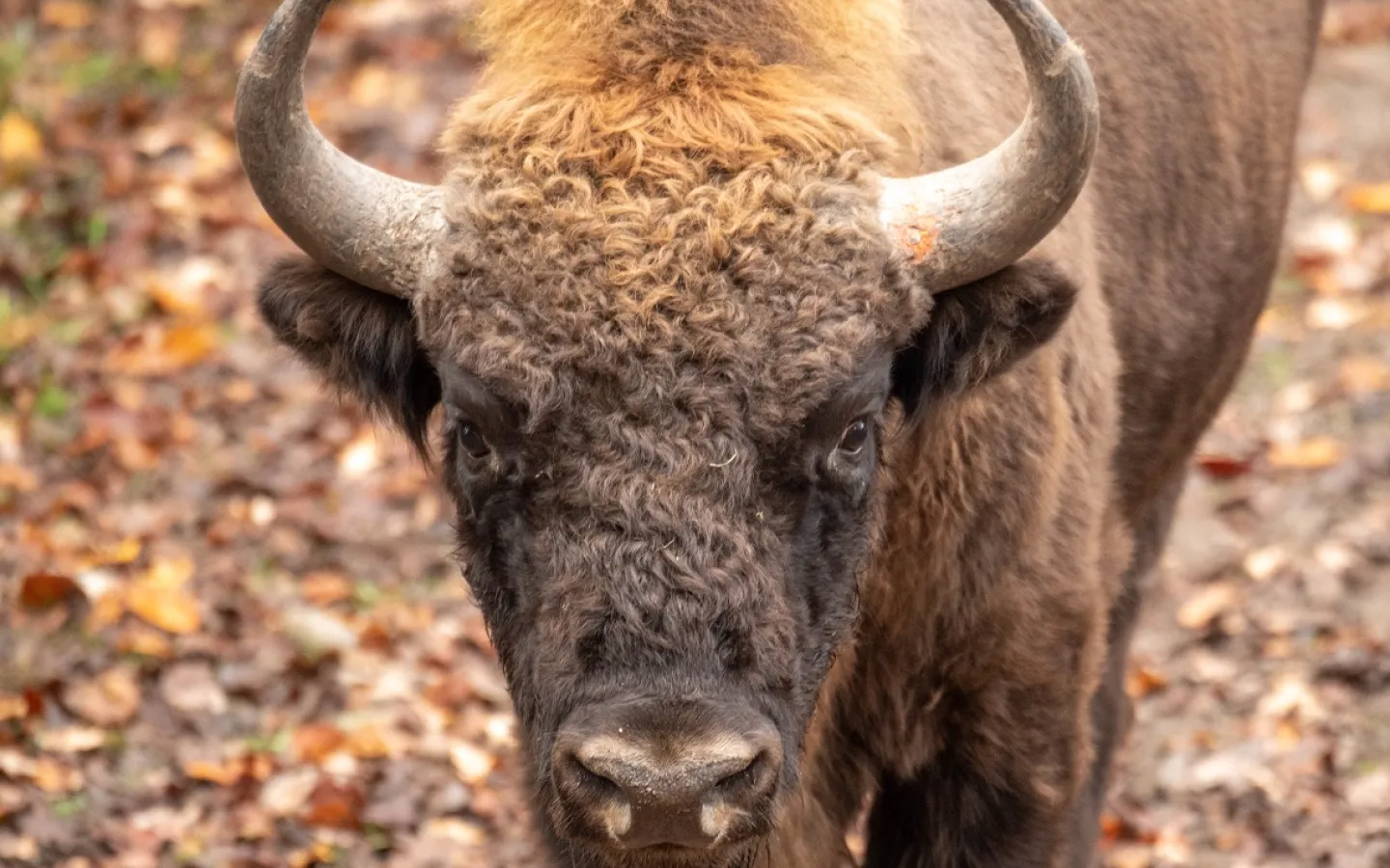 Wisent Urano aus dem Tierpark Bern