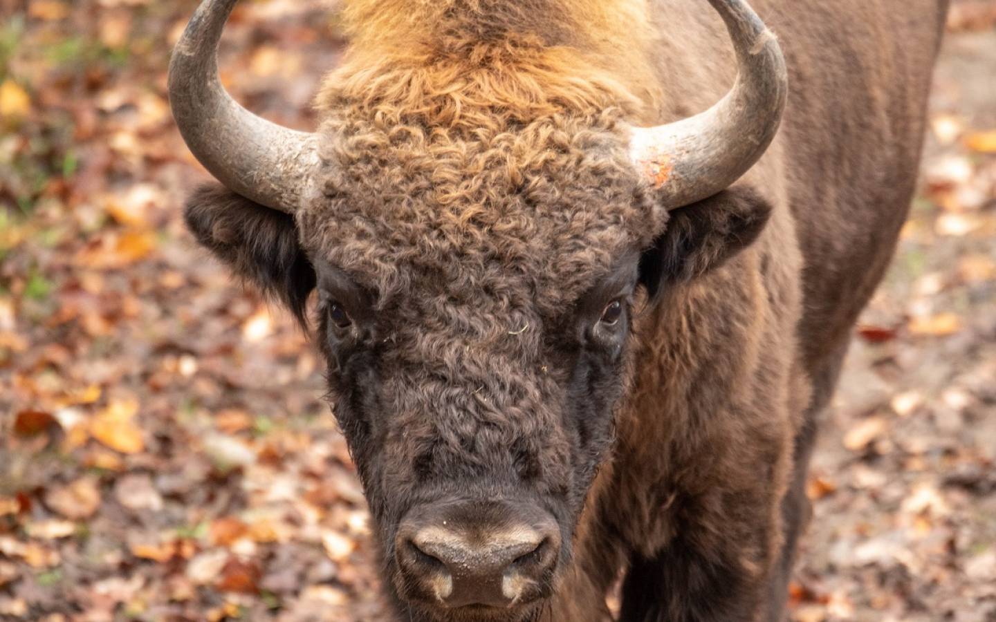 Wisent Urano aus dem Tierpark Bern