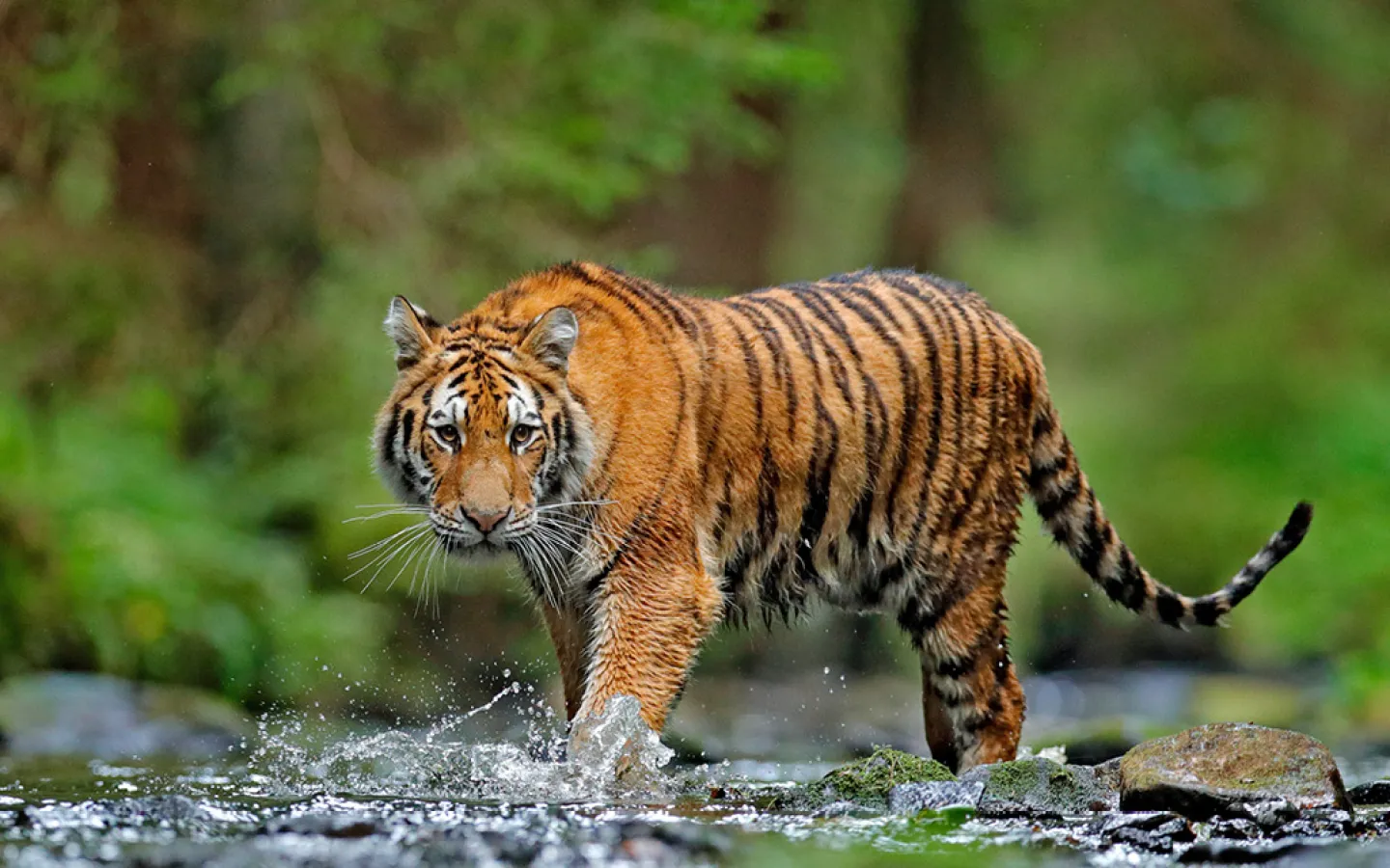 Wallpaper Siberian Tiger iPad