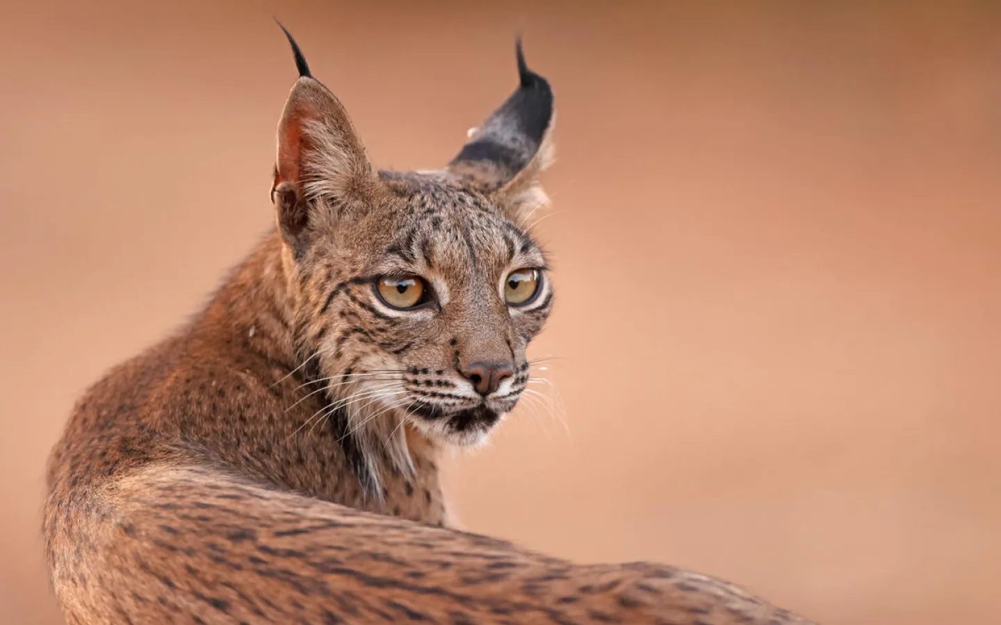 Iberischer Luchs