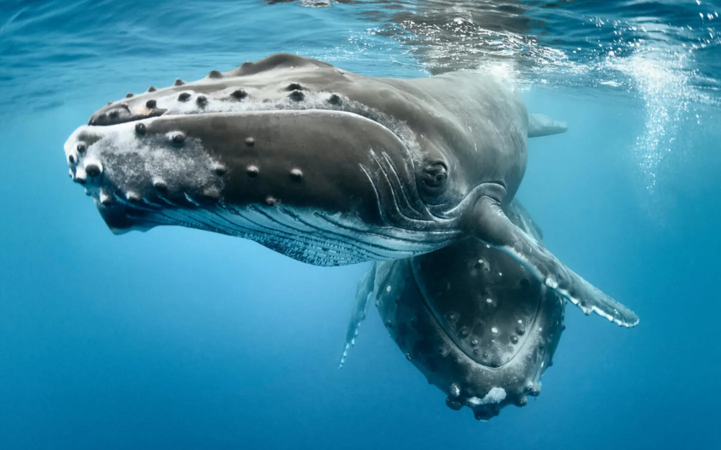 Humpback whale