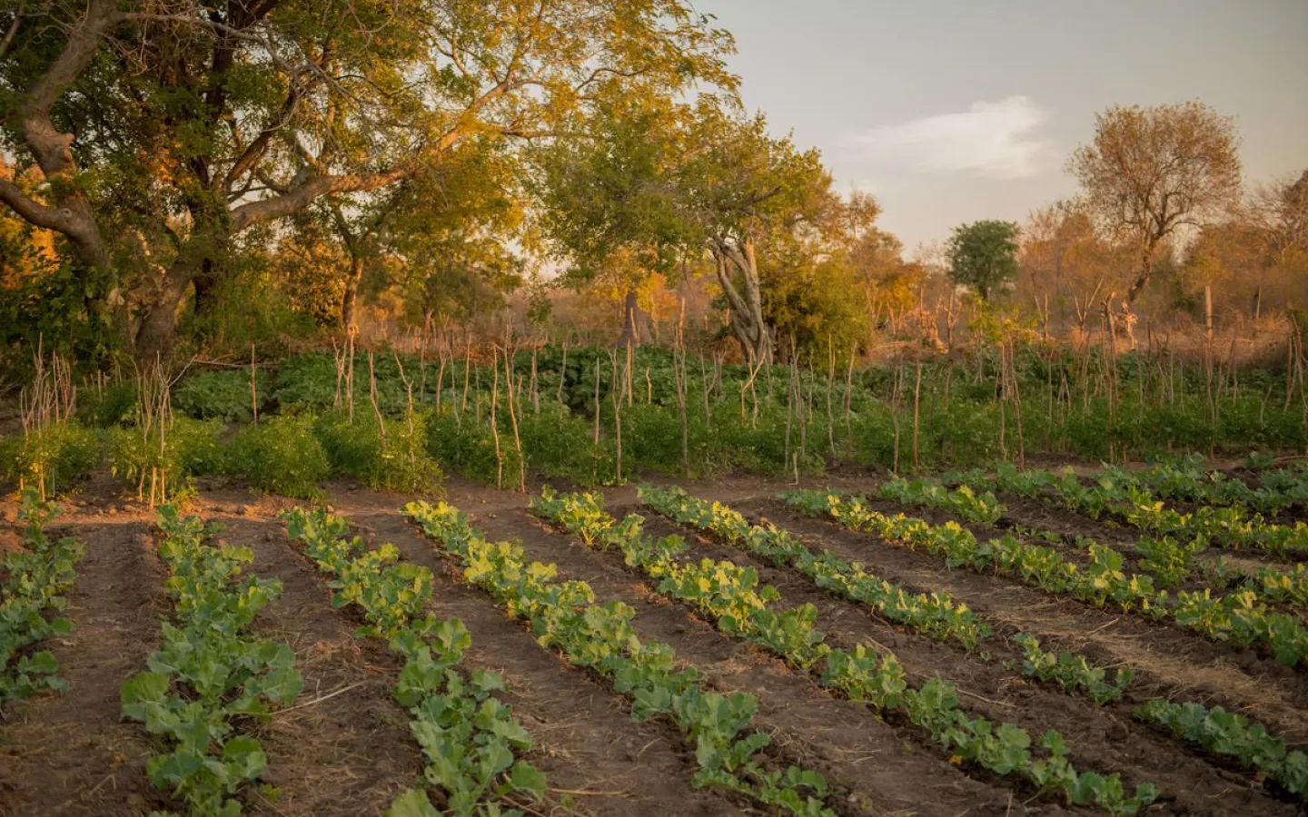 Ein Gemüsegarten in Sambia