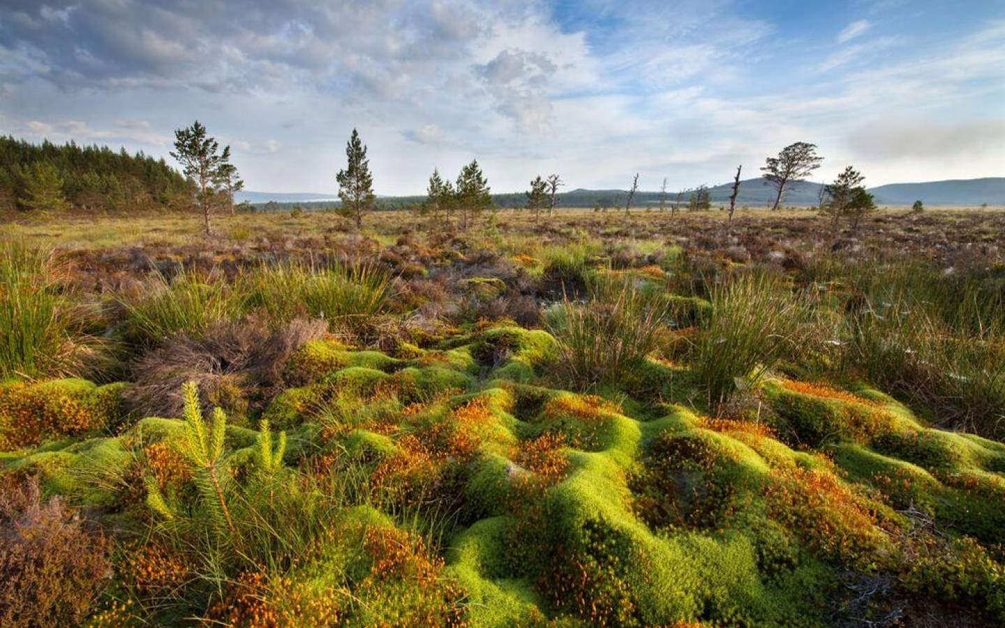 Natürliches Moor im Sonnenlicht