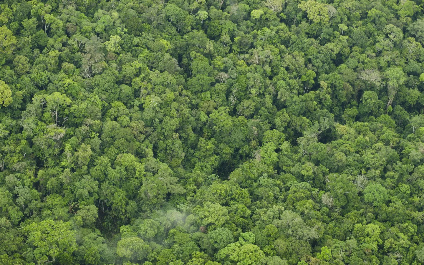 Grüner Regenwald aus der Vogelperspektive