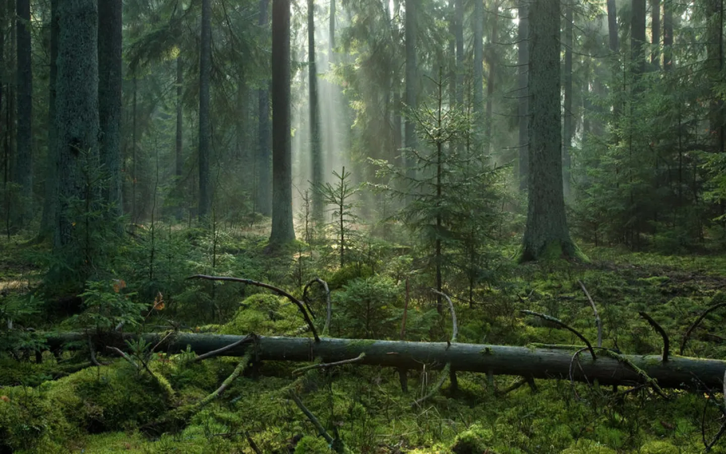 Biodiversity Woods woods