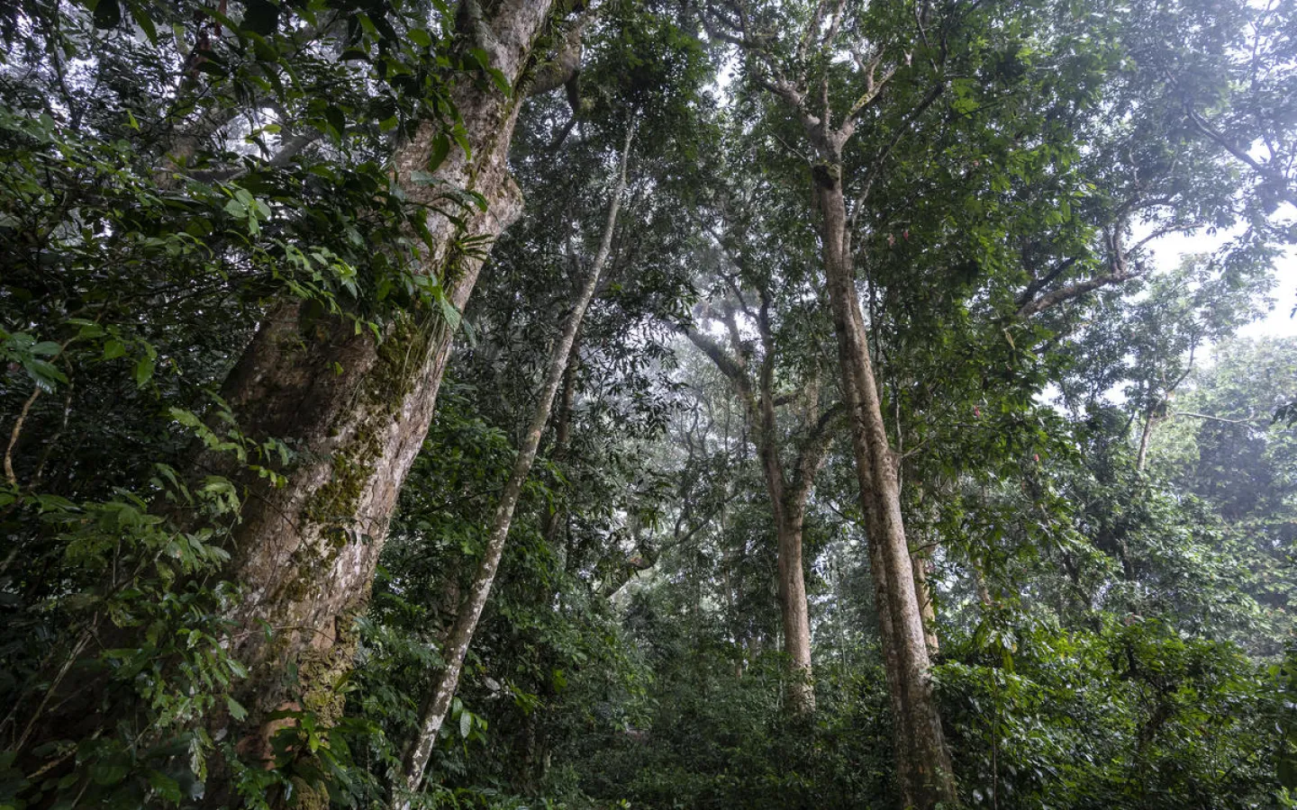 Copyright WWF International