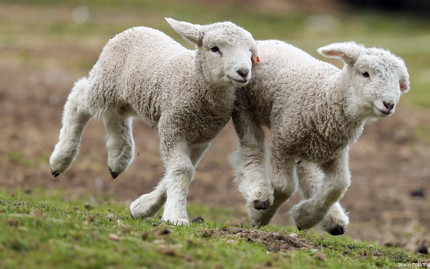 lambs