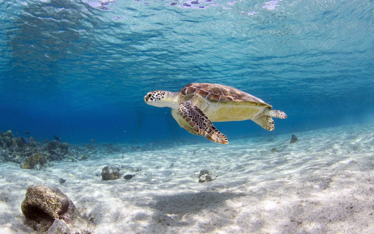 Meereschildkröte schwimmt im Meer