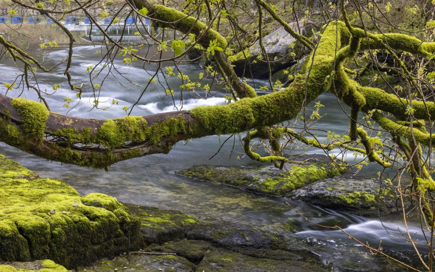 Baum über Fluss